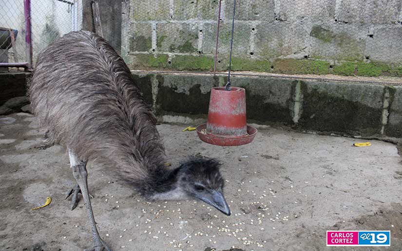 ZOO